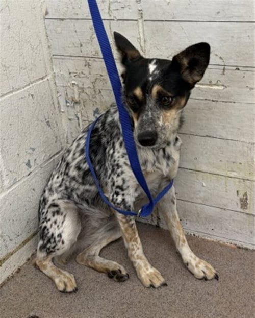 Photo of Marnie, adoptable Australian Cattle Dog/Blue Heeler in San Bernardino, California