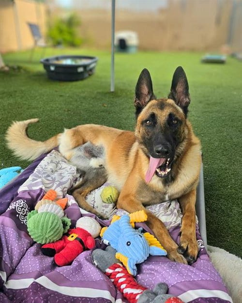 Photo of Dom, adoptable Belgian Shepherd Malinois in Chula Vista, California