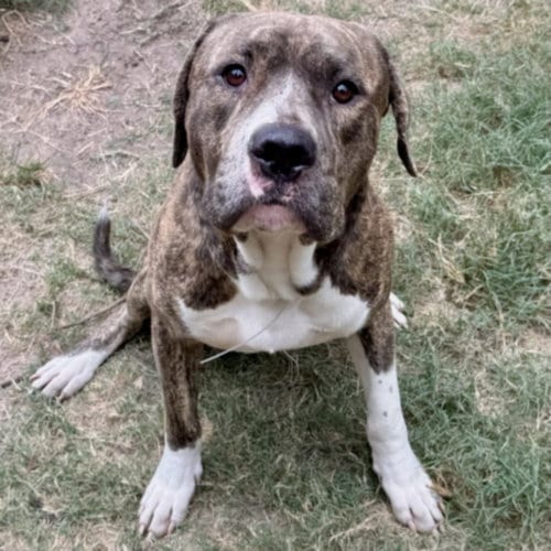 Photo of Luke, adoptable American Bulldog in Houston, Texas