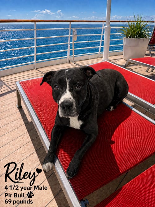 Photo of Riley – 3 Year Male Pit Bull Mix, adoptable Pit Bull Terrier in Mesa, Arizona