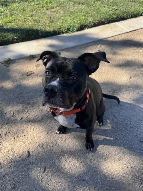 Photo of Mint Julep, adoptable Pit Bull Terrier in Elk Grove, California