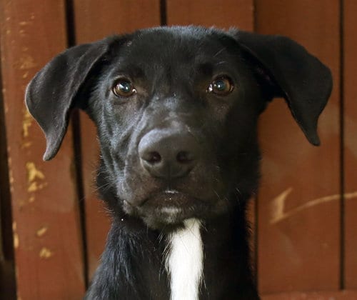 Photo of Farrah, adoptable Mastiff in Oakland Park, Florida