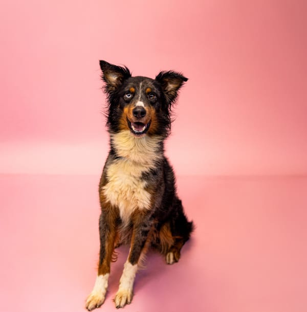 Photo of Hershey, adoptable Australian Shepherd cross in Lawrenceville, Georgia