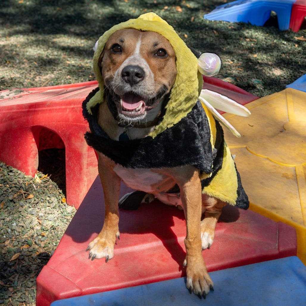 Photo of Saskia, adoptable Mixed Breed (Medium) in Decatur, Georgia