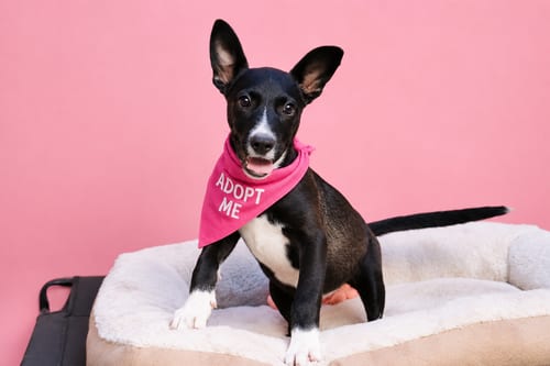 Photo of Willow, adoptable Australian Kelpie in Inglewood, California