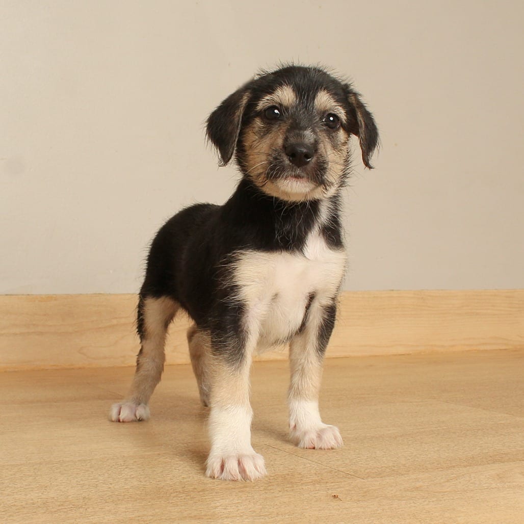 Photo of Kismet D71477, adoptable Terrier, Airedale in Minnesota, Minnesota