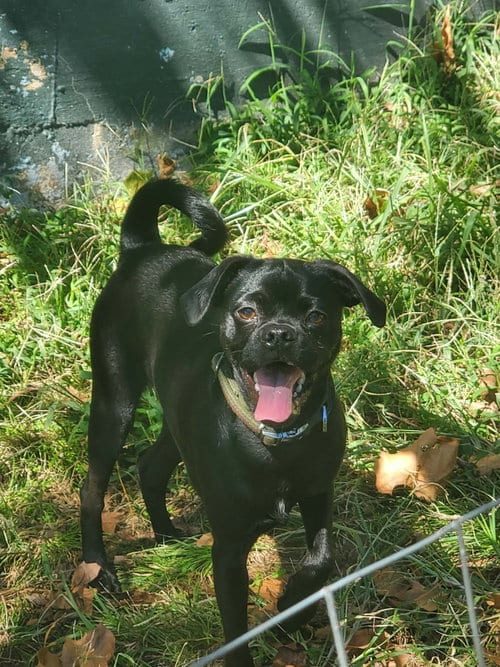 Photo of Earl, adoptable Pug in Vail, Arizona