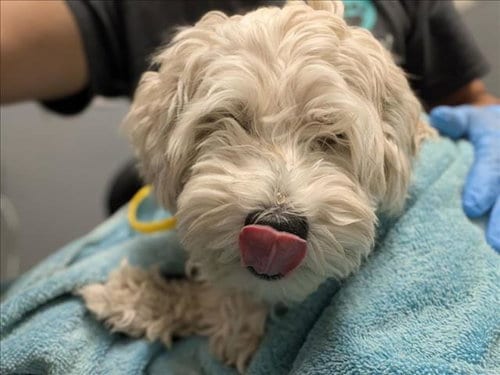 Photo of Spooky, adoptable Poodle (Miniature) in Las Vegas, Nevada