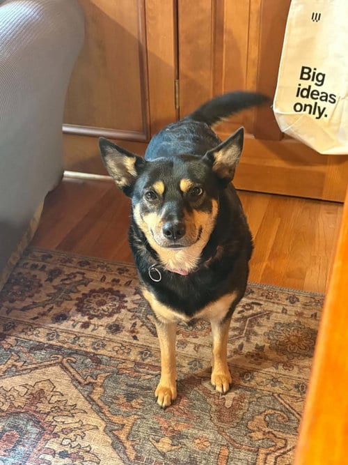Photo of Hazel, adoptable Shepherd in Springdale, Pennsylvania