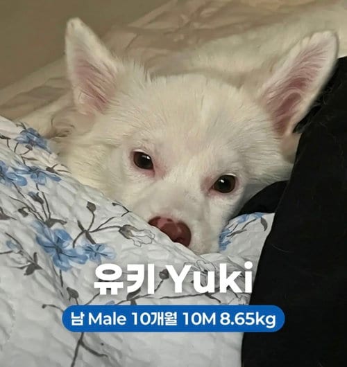 Photo of Yuki, adoptable Jindo (Korean) in Agoura Hills, California