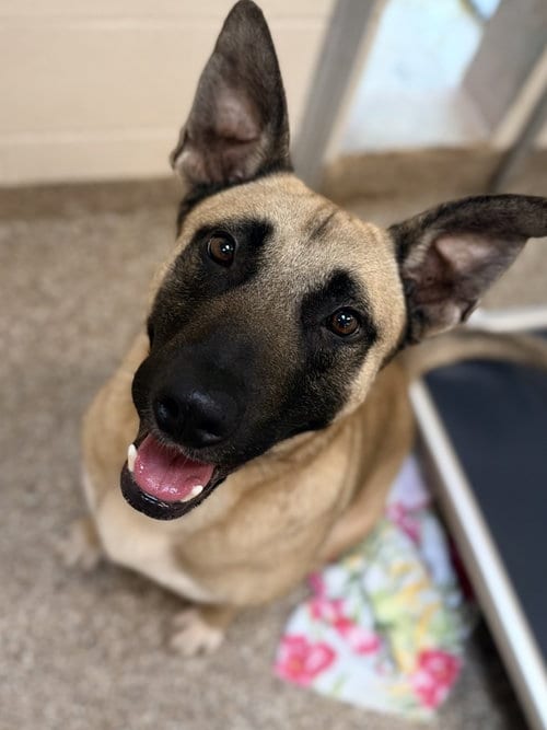 Photo of Dave, adoptable Belgian Shepherd Malinois in Hilton Head, South Carolina