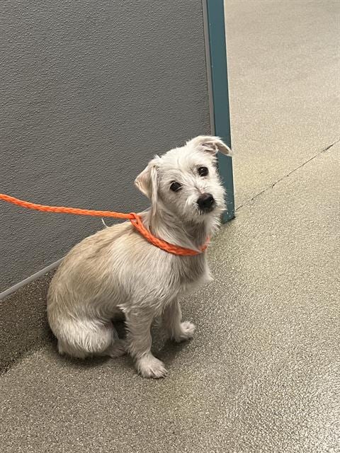 Photo of Gracie May, adoptable Terrier in Las Vegas, Nevada