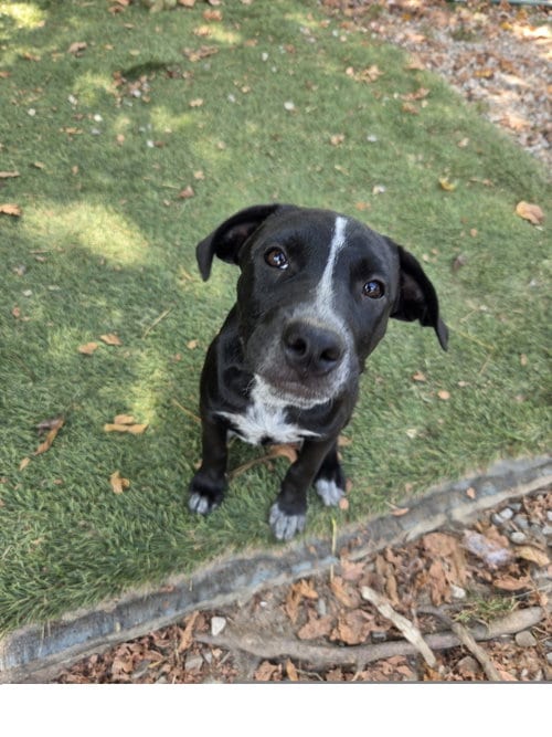 Photo of Skunky, adoptable Staffordshire Bull Terrier in Tracy City, Tennessee