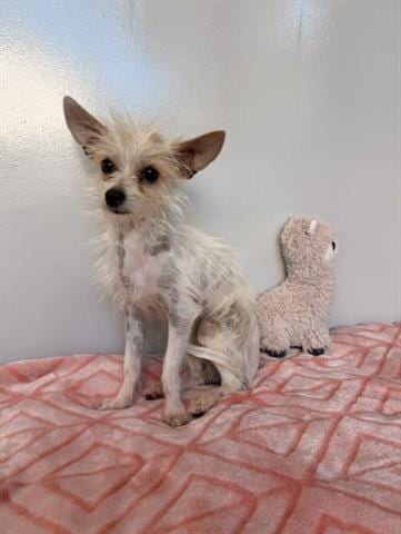Photo of Esteban, adoptable Terrier in San Martin, California