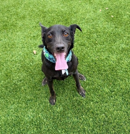 Photo of Casper, adoptable Chihuahua, Short Coat/Shepherd in Bakersfield, California