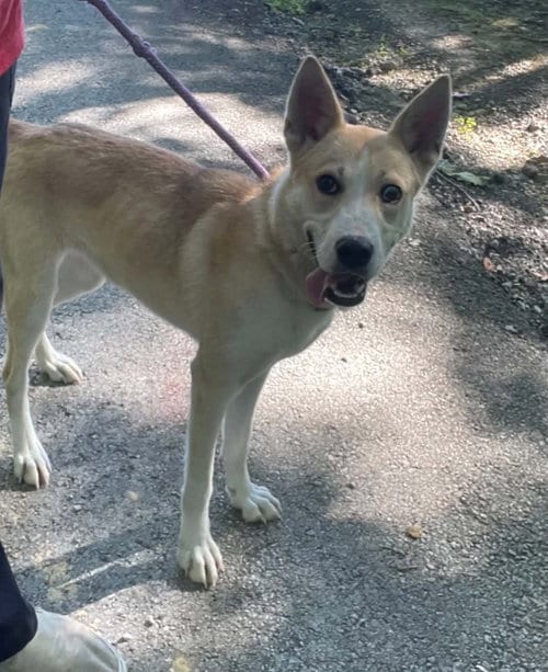 Photo of Myra, adoptable Husky in Frenchburg, Kentucky