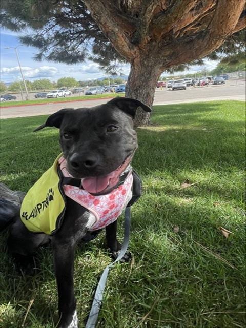 Photo of Fenrir, adoptable American Pit Bull Terrier in Albuquerque, New Mexico