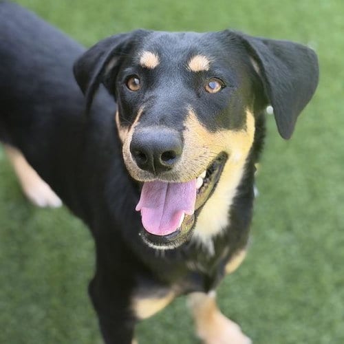 Photo of Carlinda, adoptable Labrador Retriever in San Diego, California