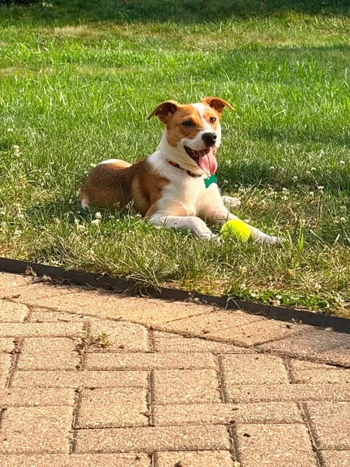 Photo of Krew, adoptable Jack Russell Terrier in Ashville, Ohio