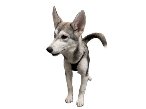 Photo of Oso, adoptable Siberian Husky in Los Angeles, California