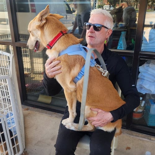 Photo of Blondie, adoptable Labrador Retriever in Dallas, Texas