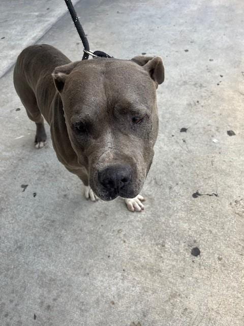 Photo of Cash, adoptable Terrier in Miami, Florida