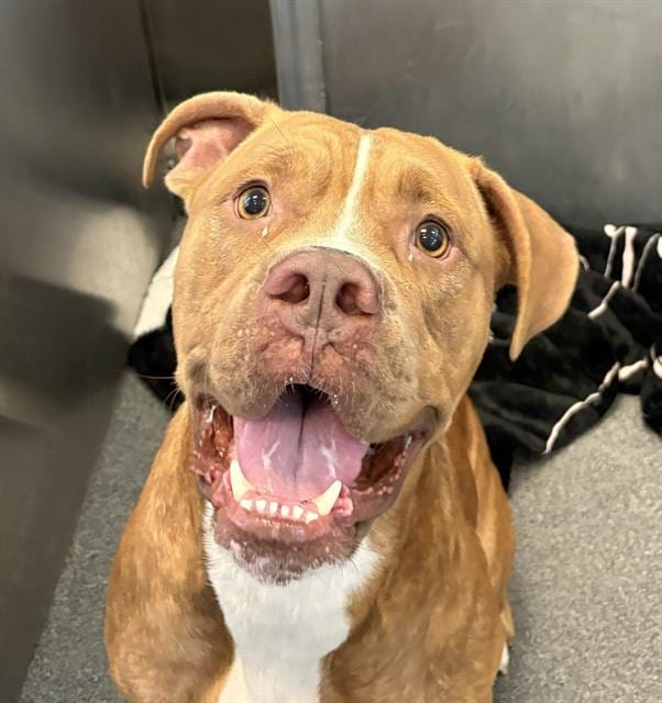 Photo of Cameo, adoptable Mixed Breed