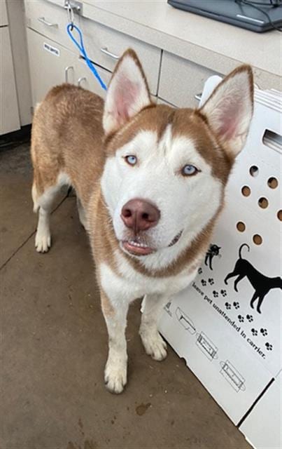 Photo of King, adoptable Siberian Husky in Dallas, Texas