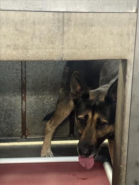 Photo of Flokie, adoptable German Shepherd Dog in Los Angeles, California