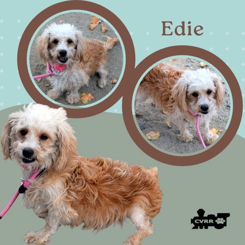 Photo of Edie (Ritzy), adoptable Lhasa Apso in Lindsay, California