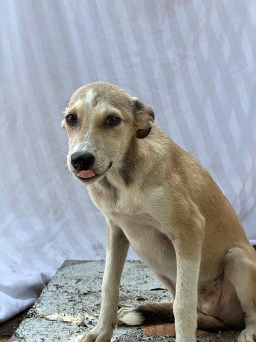 Photo of Cisne, adoptable Labrador Retriever in San Diego, California
