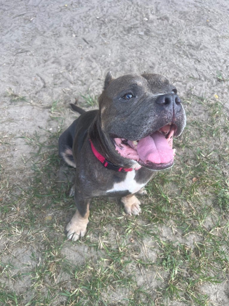 Photo of Phoenix, adoptable Mixed Breed in Ocala, Florida
