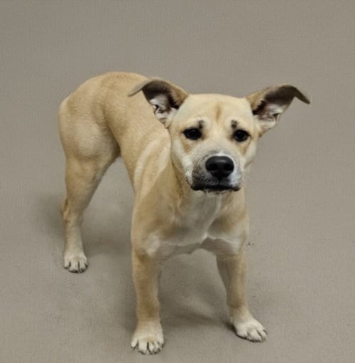 Photo of London, adoptable German Shepherd Dog in Los Angeles, California