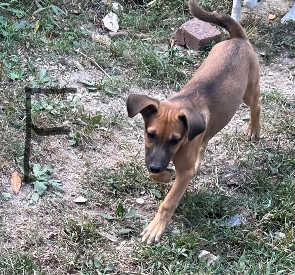Photo of Birdie June, adoptable Mixed Breed in Chickamauga, Georgia