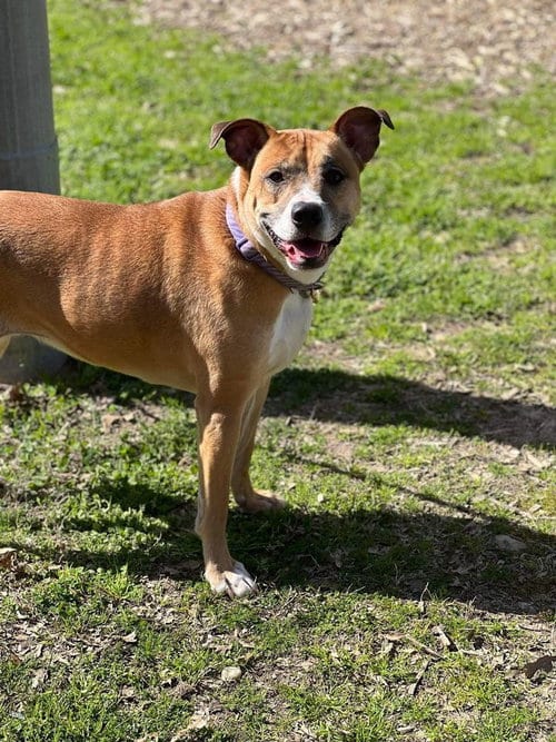 Photo of Honey, adoptable American Pit Bull Terrier in Holly Springs, North Carolina
