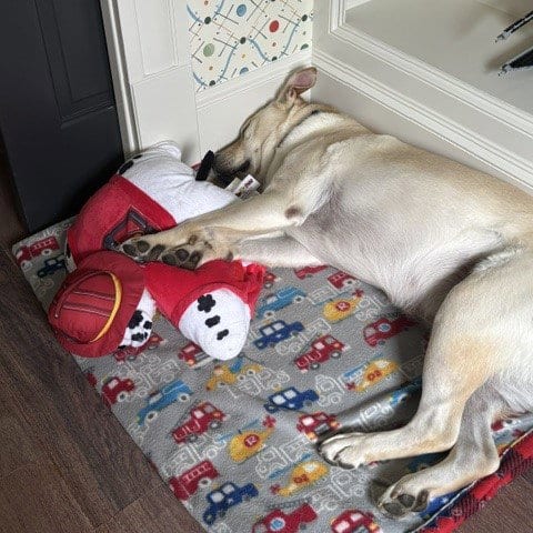 Photo of Sailor, adoptable Yellow Labrador Retriever in Houston, Texas