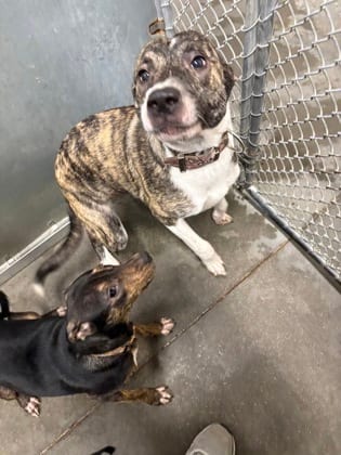 Photo of Rain, adoptable Retriever/Mix in Raeford, North Carolina