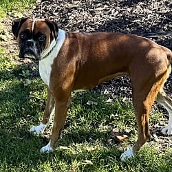 Boxer Dogs for Adoption in Illinois | Every Dog's Chance