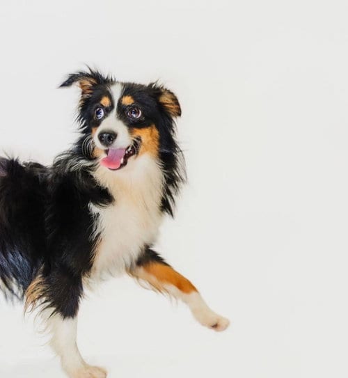 Photo of Dallas, adoptable Australian Shepherd in York, South Carolina