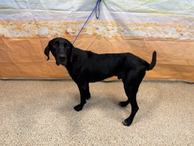 Photo of Papi Chulo, adoptable Labrador Retriever in Miami, Florida