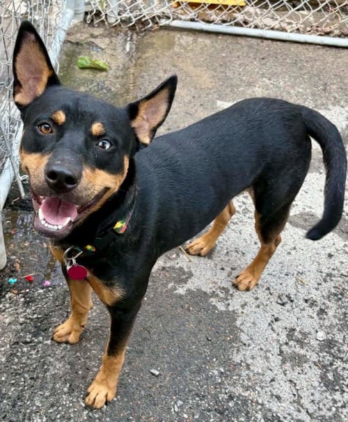 Photo of Pheonix (Scout)gho, adoptable Shepherd in Waverly, Tennessee