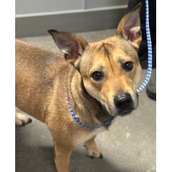 Photo of Fiona, adoptable German Shepherd Dog in San Antonio, Texas