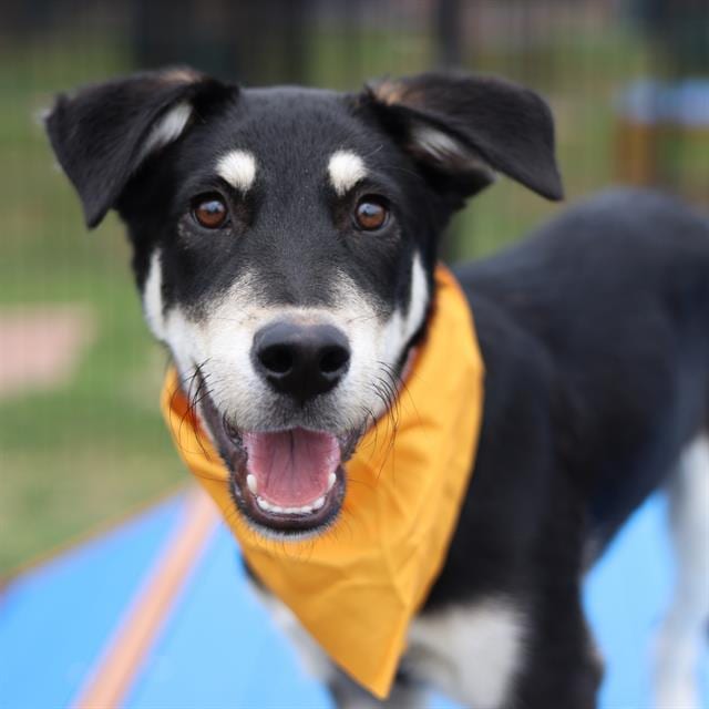 Photo of MO, adoptable dog in San Antonio, Texas