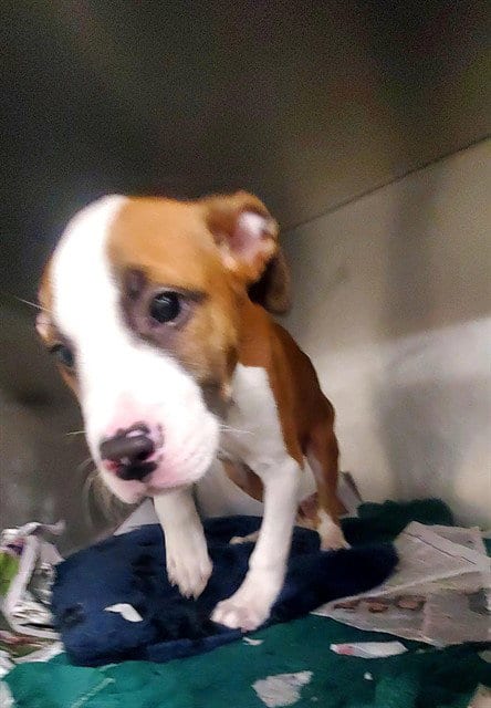 Photo of Oboe, adoptable Pit Bull Terrier in St Louis, Missouri