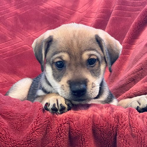 Photo of Phoenix Pup - Pinal, adoptable Rat Terrier in San Diego, California