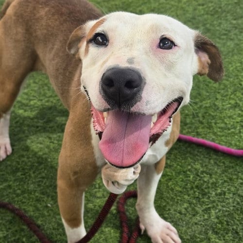 Photo of Daya, adoptable American Pit Bull Terrier in Phoenix, Arizona