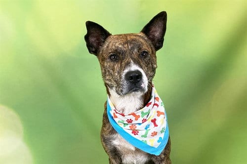 Photo of Raymond, adoptable American Pit Bull Terrier in Ft Lauderdale, Florida