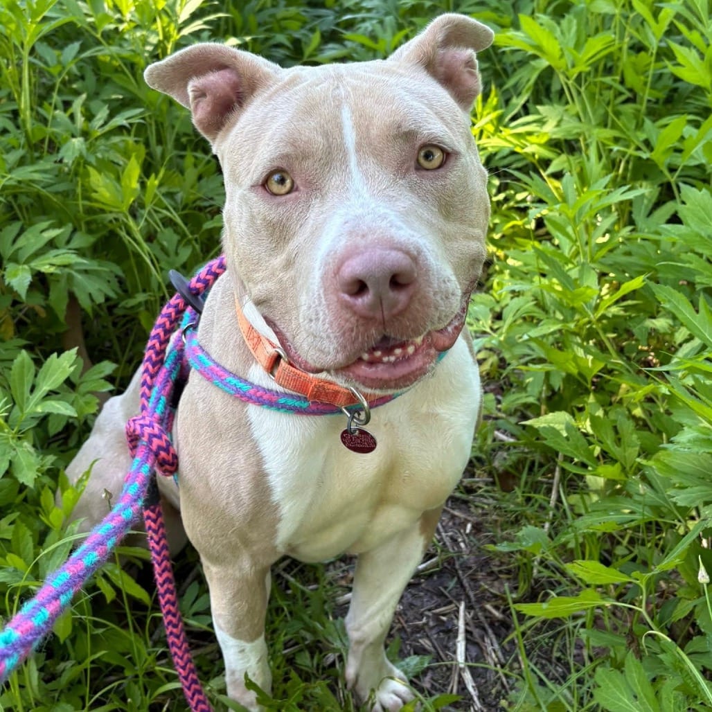 Photo of Fawn, adoptable Mixed Breed (Medium) in St. Louis, Missouri