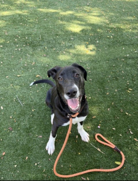 Photo of Snoopy, adoptable Labrador Retriever in Chatsworth, California
