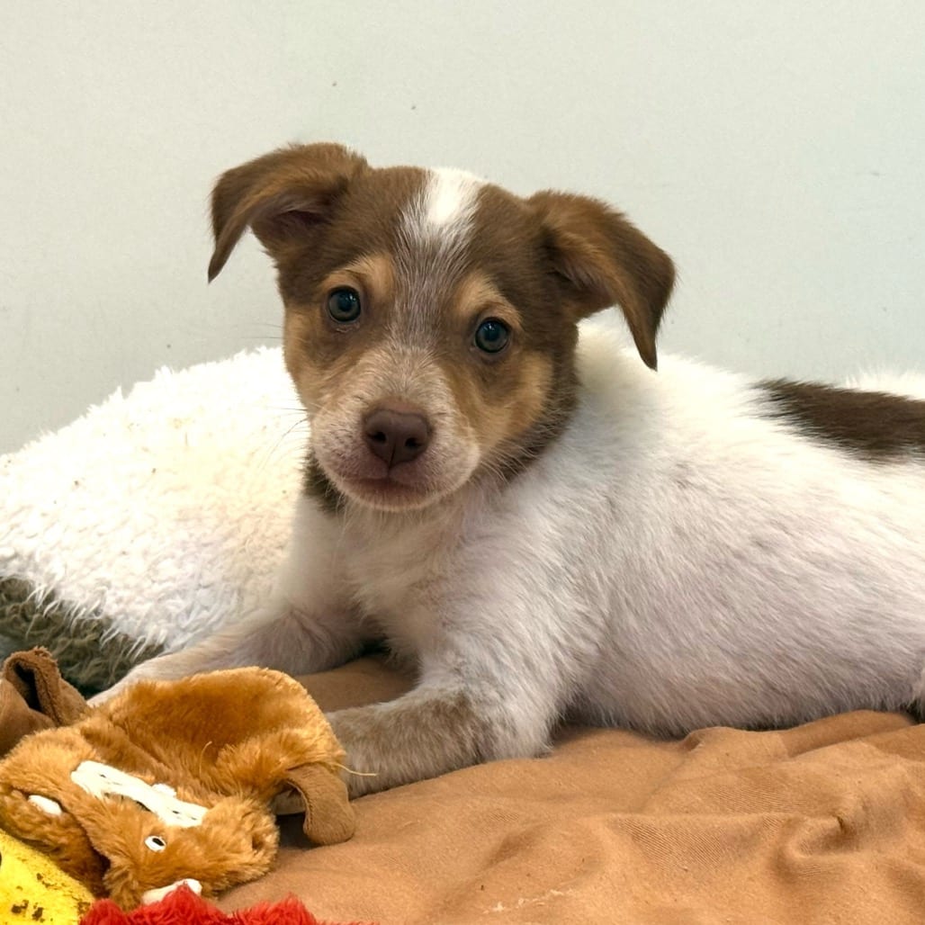 Photo of Trevor, adoptable American Blue Heeler / Mix in Kanab, Utah